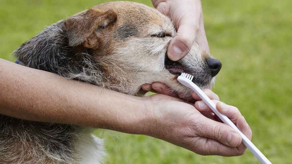 Apprendre au chien à ce brosser les dents
