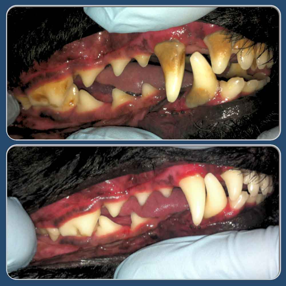 Les maladies dentaires du chien