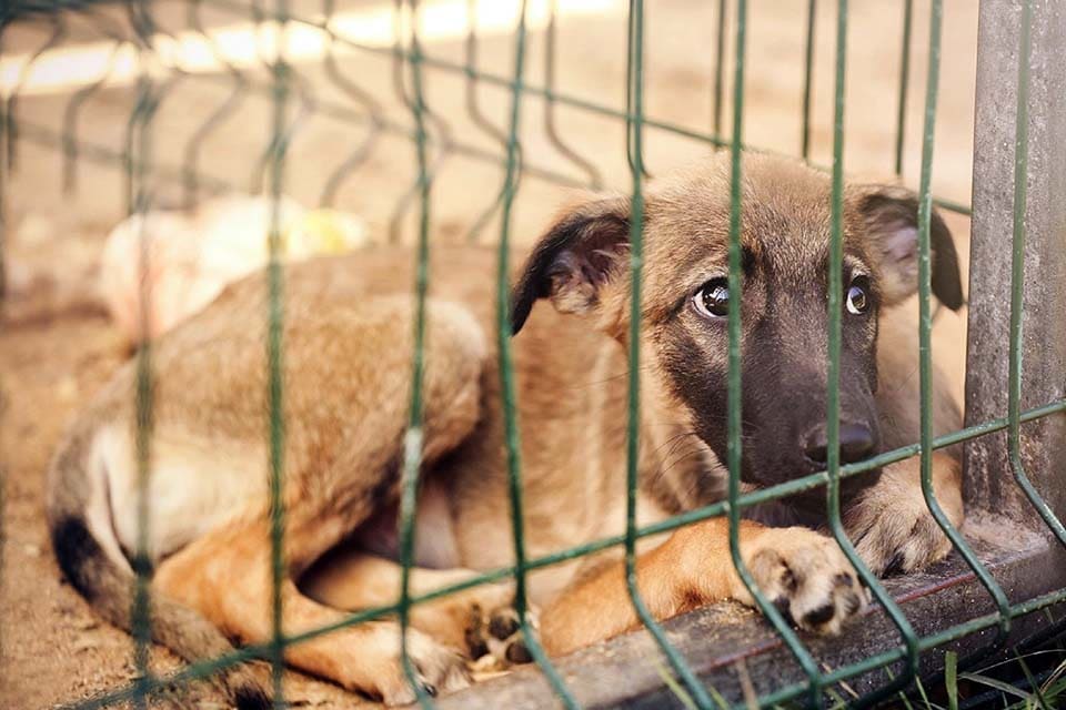 Comment adopter un chien ou un chiot de compagnie Sos