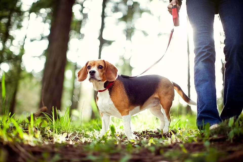 Promenade en forêt pour un beagle
