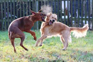 Deux chiens qui se battent