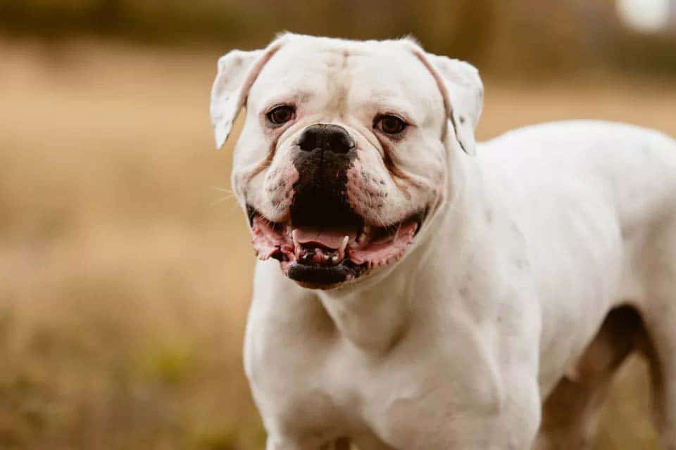Bouledogue Americain Sos Croquettes