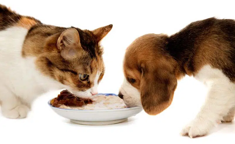Chat et chien dans la meme assiette