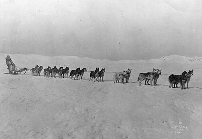 Leionhard Seppala et ses coureurs sibériens, les chiens de traîneau inuits du Nord-Ouest, dans la première photo du départ d'Amundsen pour le pôle Nord.