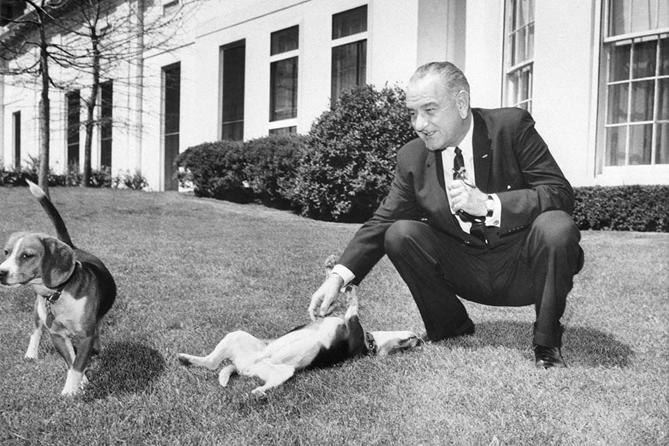 President Johnson With Pet Beagles.
