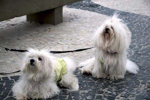 Deux chiens en coton de Tuléar